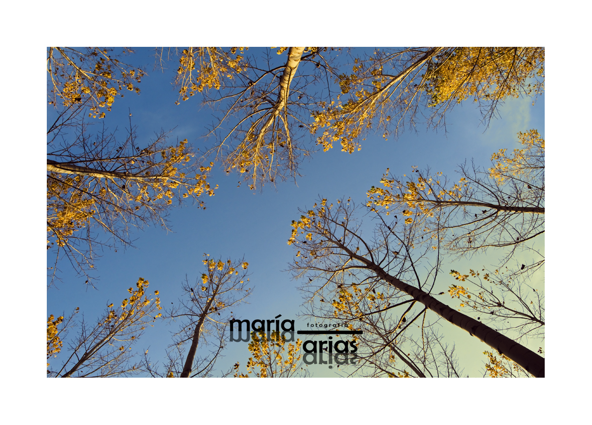 fotografía foto la mancha albacete otoño árboles hojas secas cielo amarillo color frío viento